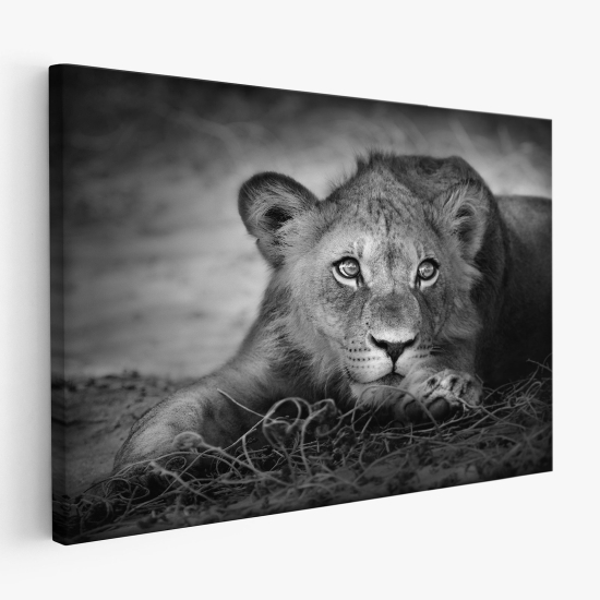 Tableau toile - Lion