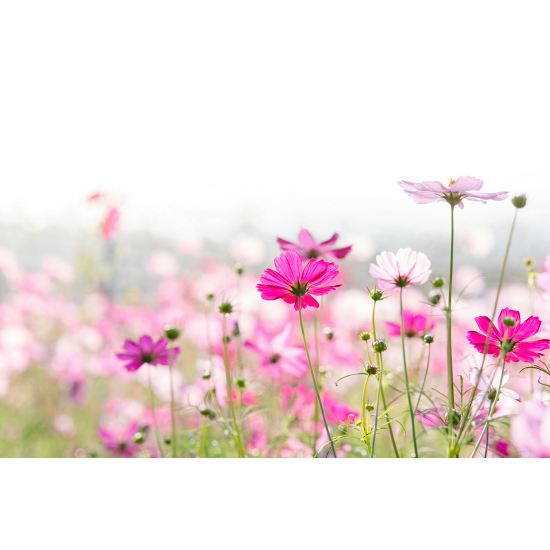 Papier peint panoramique - Fleurs