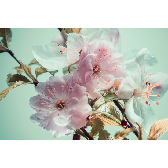 Papier peint panoramique - Fleurs