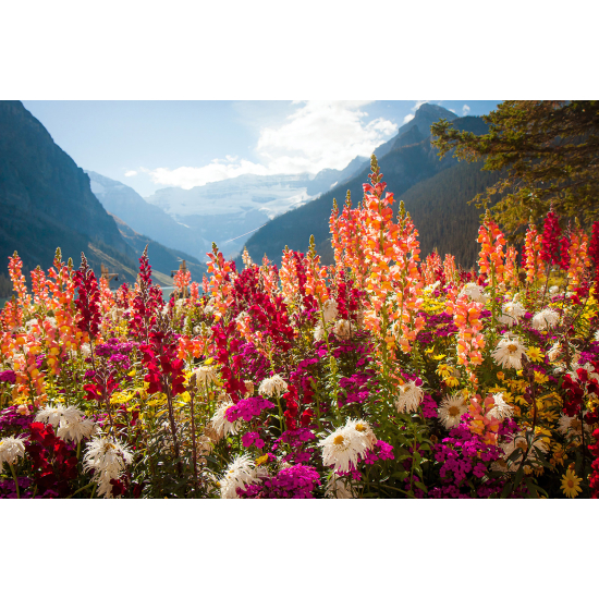 Papier peint panoramique - Fleurs