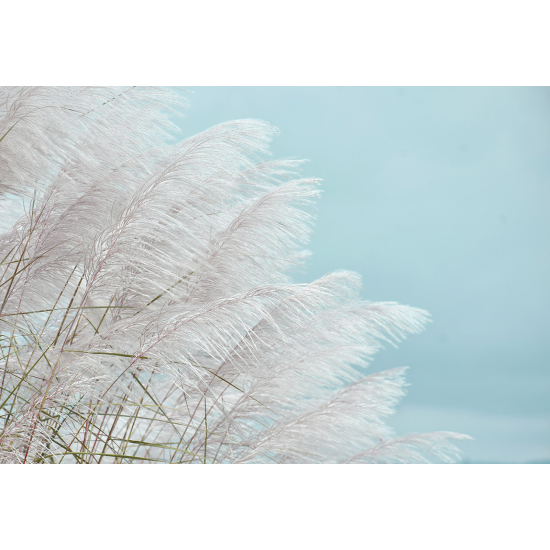 Papier peint panoramique - Pampas