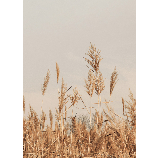 Papier peint panoramique - Pampas