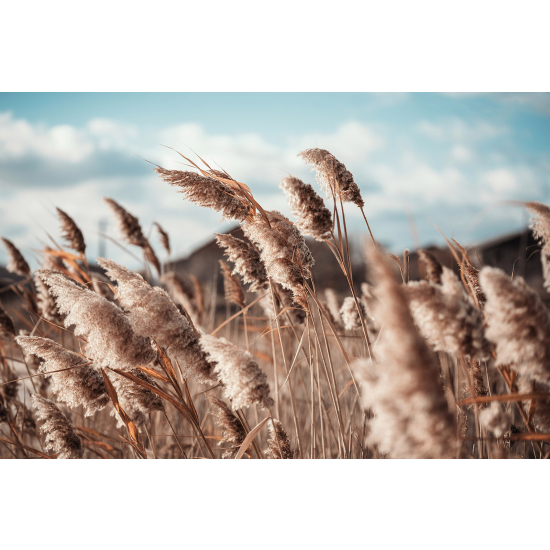 Papier peint panoramique - Pampas