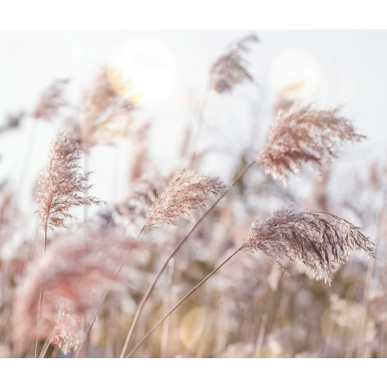 Papier peint panoramique - Pampas