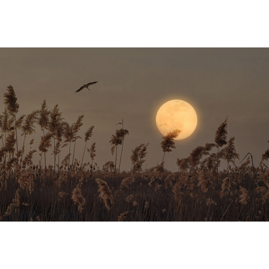 Papier peint panoramique - Pampas