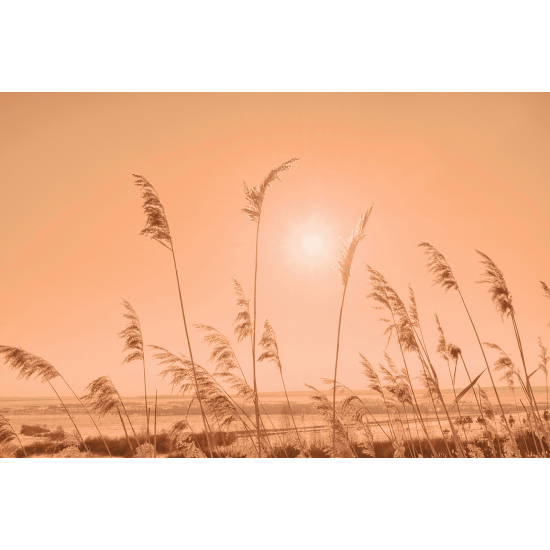 Papier peint panoramique - Pampas