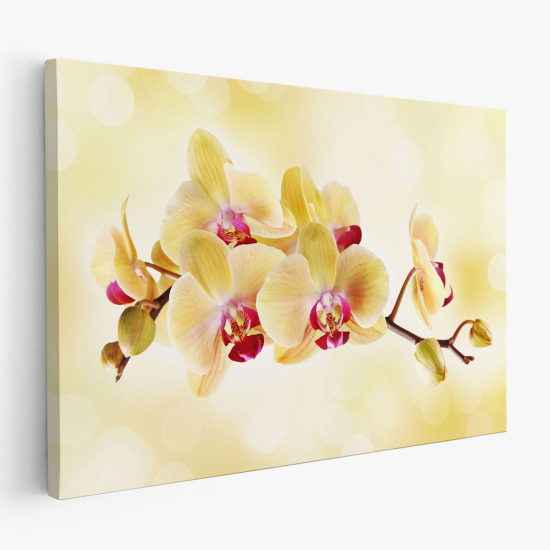 Tableau toile - Orchidées