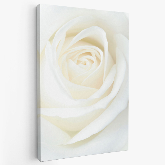 Tableau toile - Rose blanche