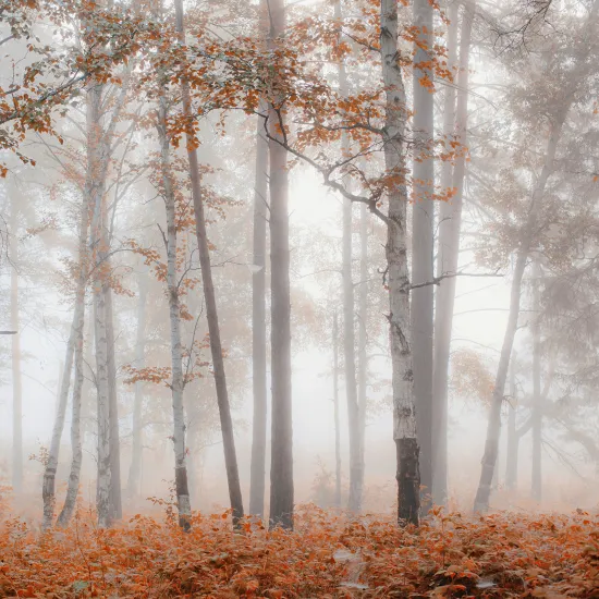 Papier peint panoramique - Forêt