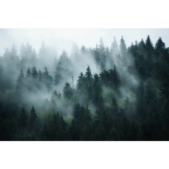 Papier peint panoramique - Forêt