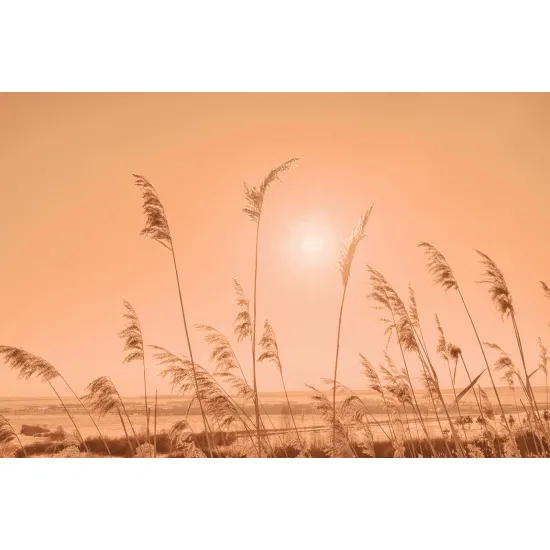 Papier peint panoramique - Pampas